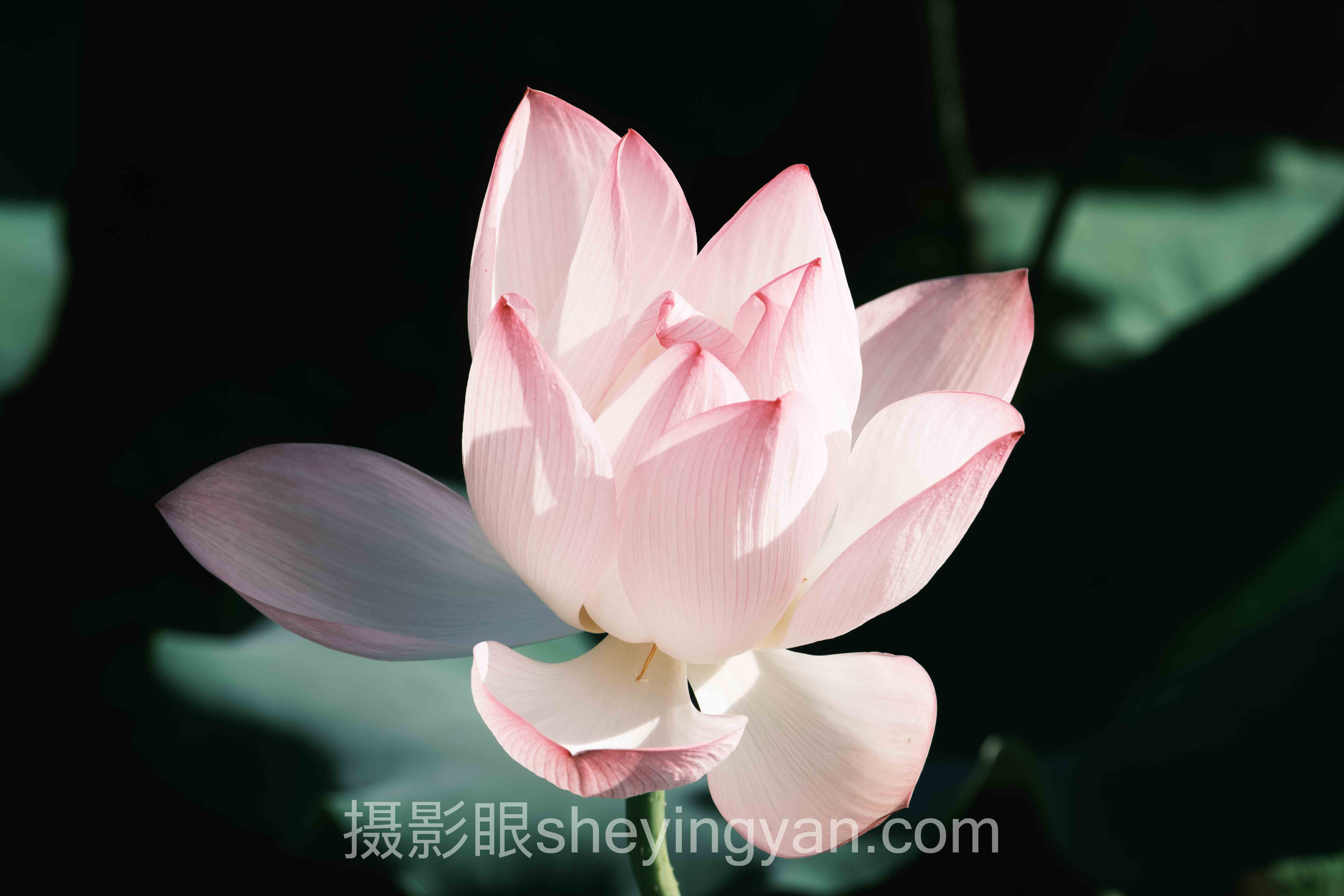 数据说话：婚礼摄影评估的最新发展现状