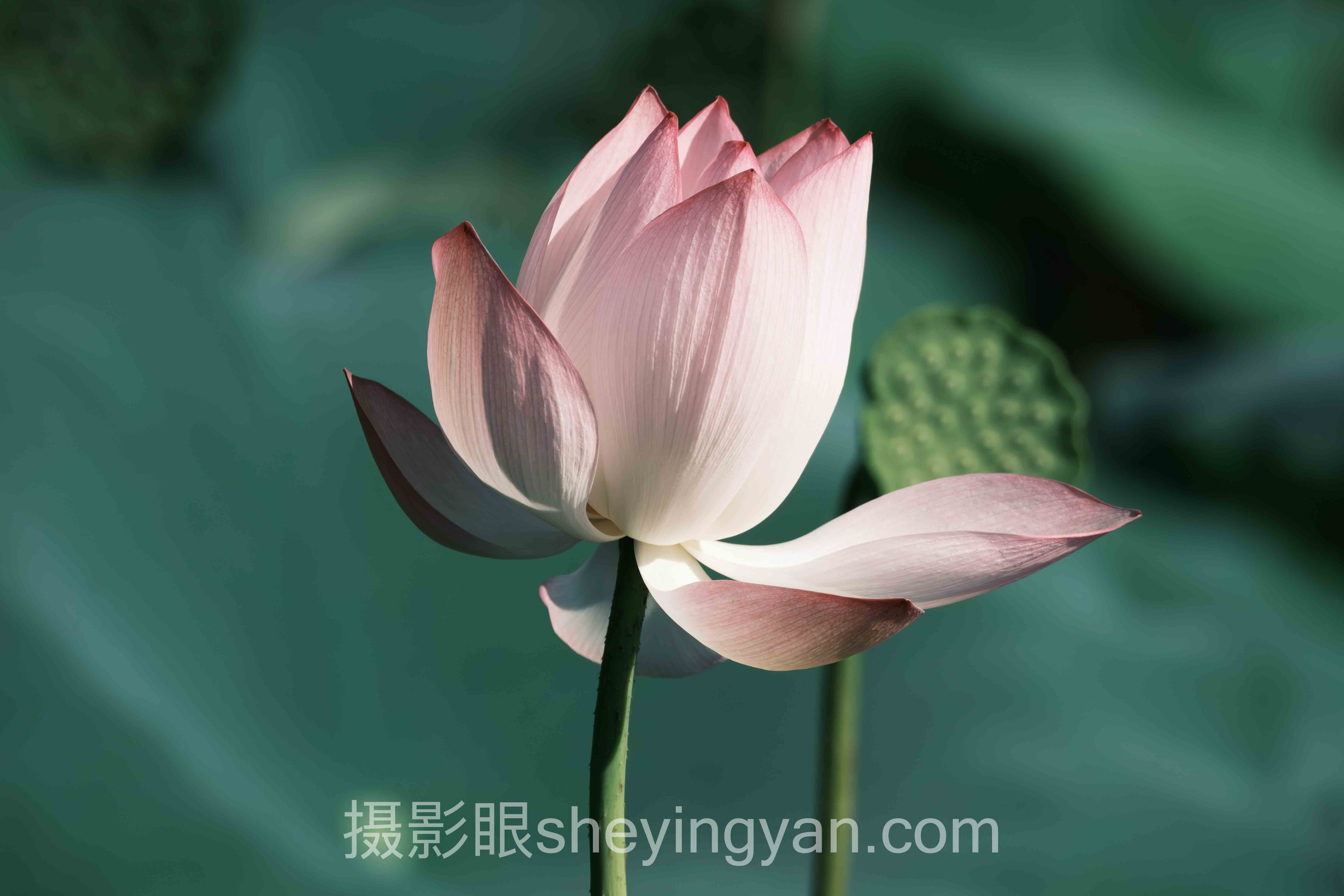 对话行业专家：复古摄影审美调色的关键洞察与前瞻