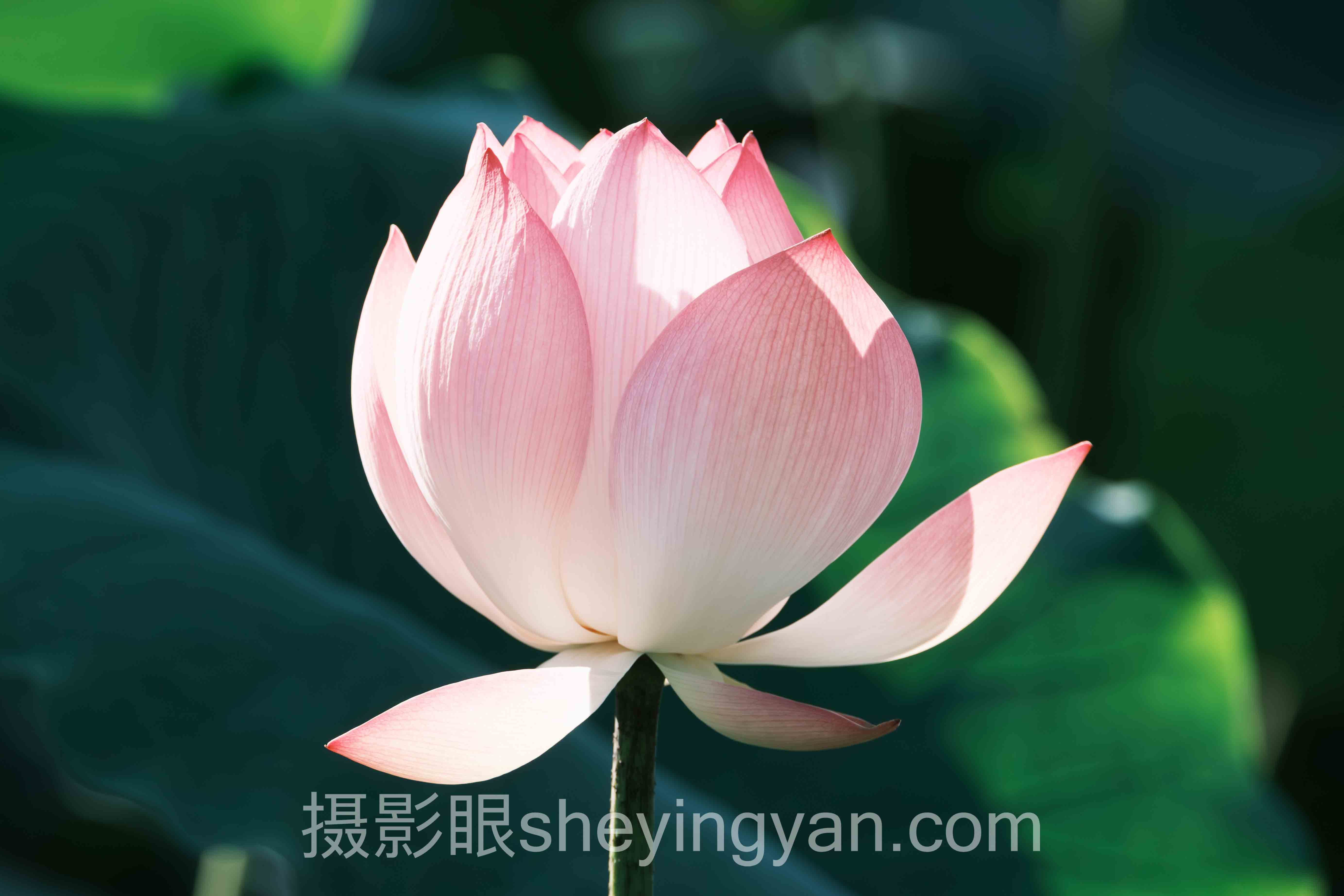 选相机防抖不踩坑:十大品牌多维度对比指南
