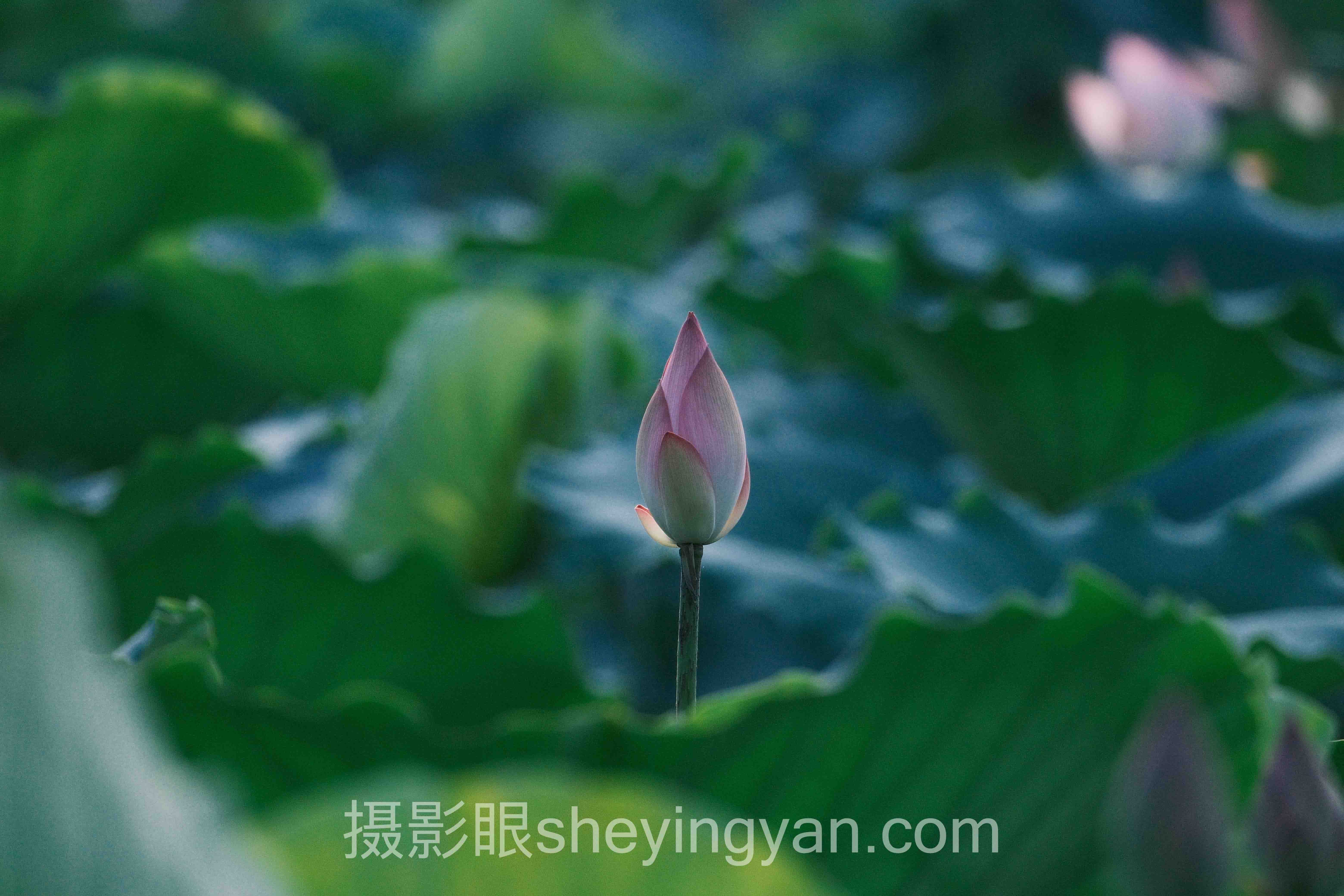 对话行业专家:美食拍照布光的关键洞察与前瞻