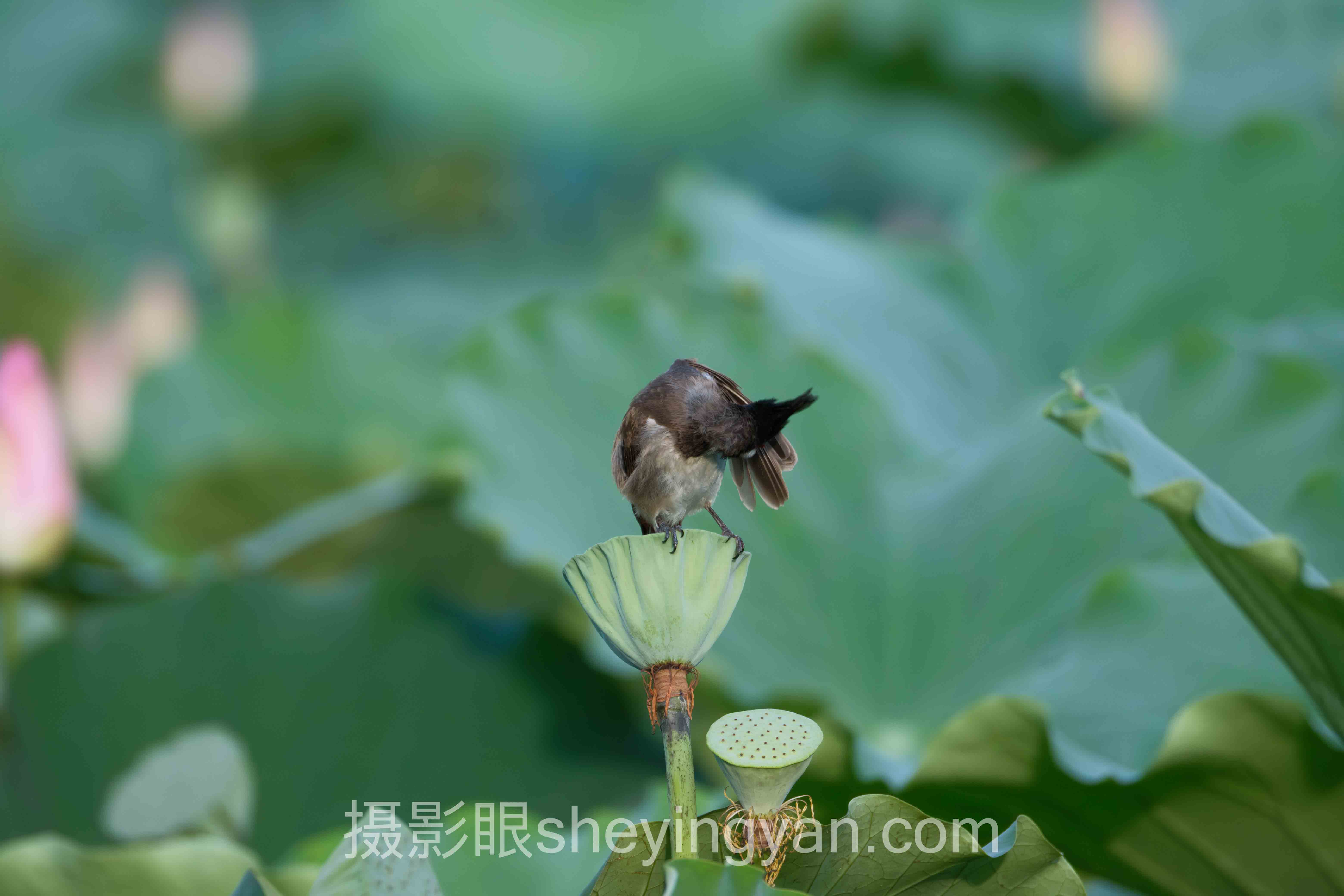 AI照片评测工具哪个好用？从翻车案例到避坑指南