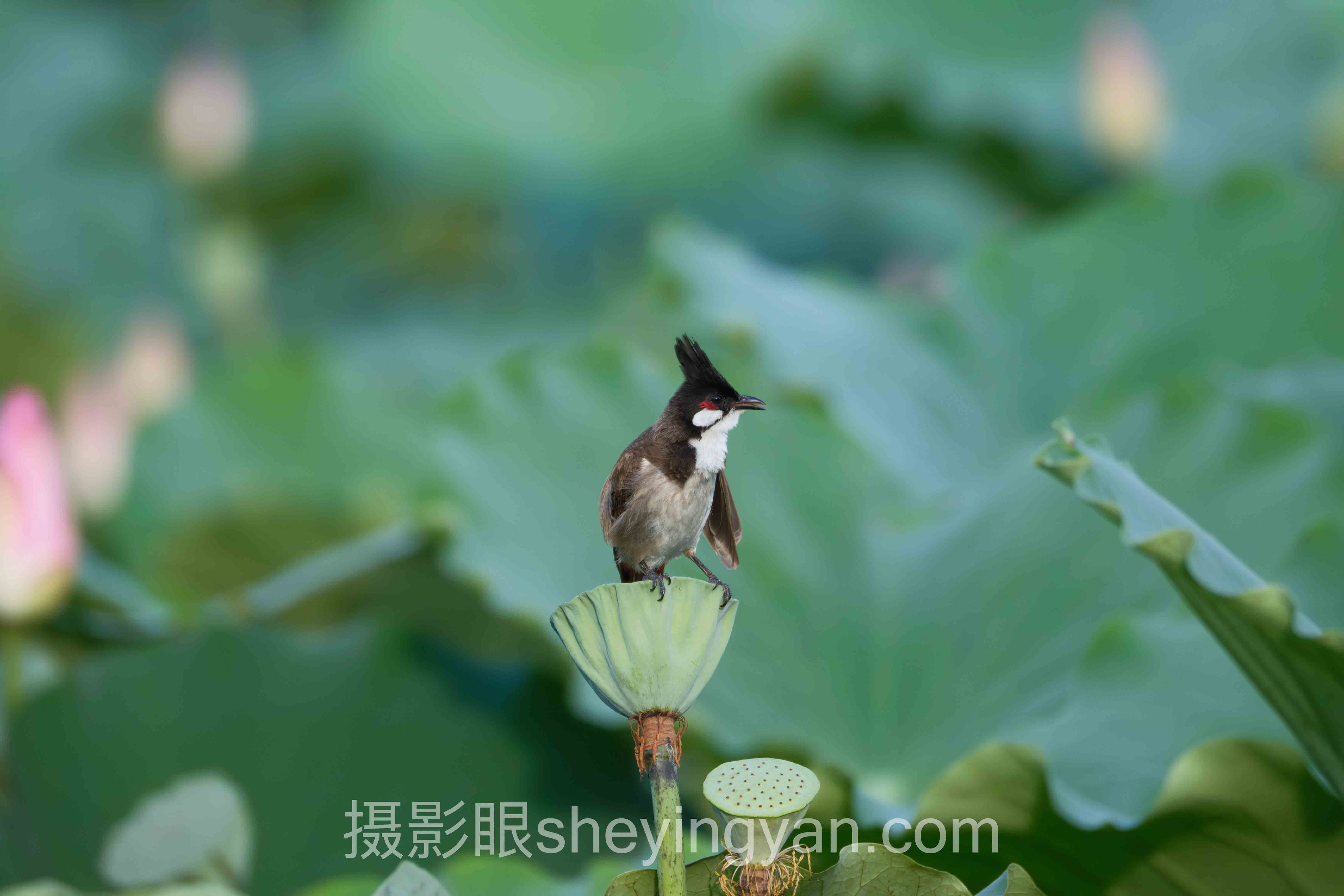 专家深度解读：9块9摄影课程的机遇与挑战