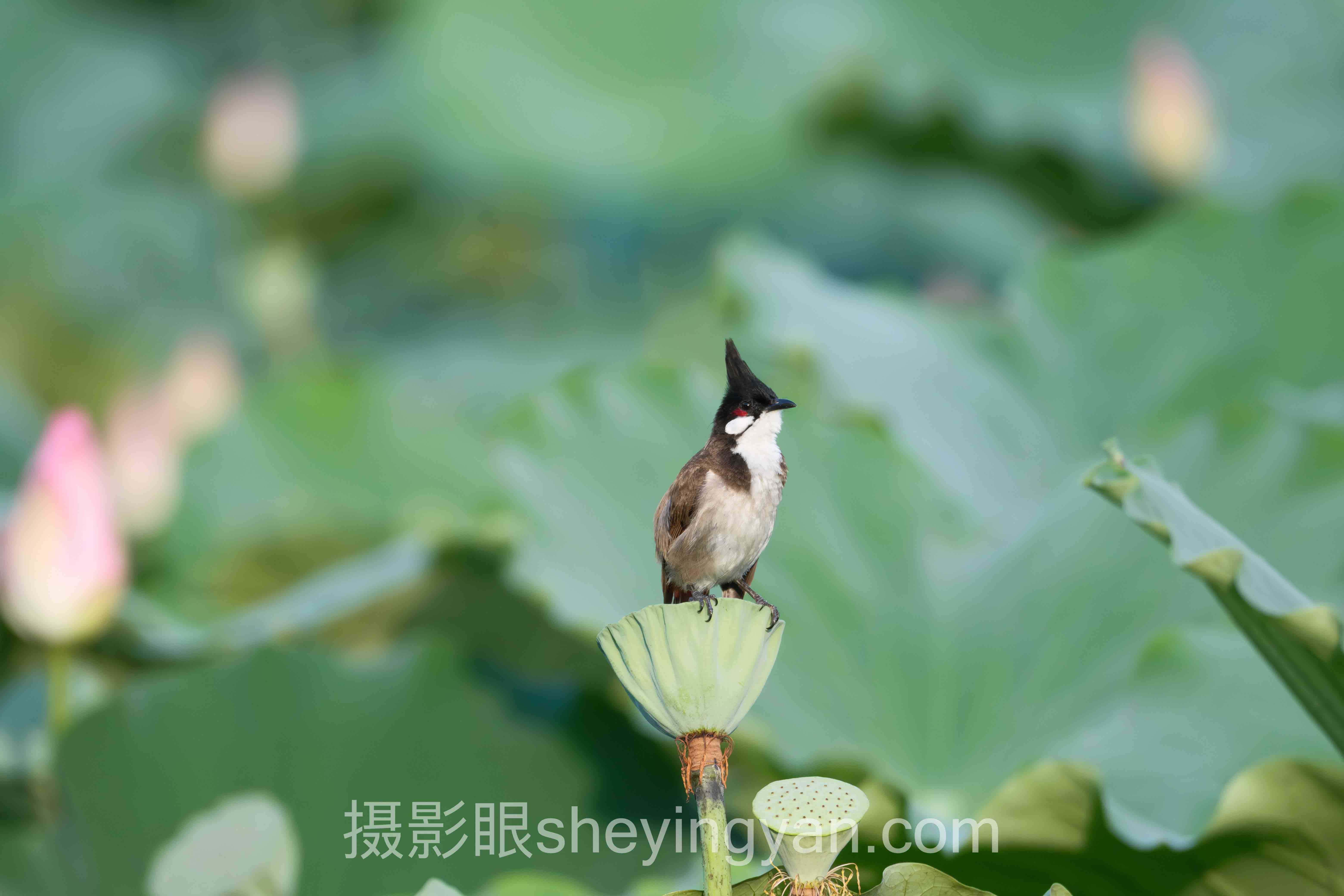 摄影眼课程行业数据全景：7组数据揭示技能跃迁真相