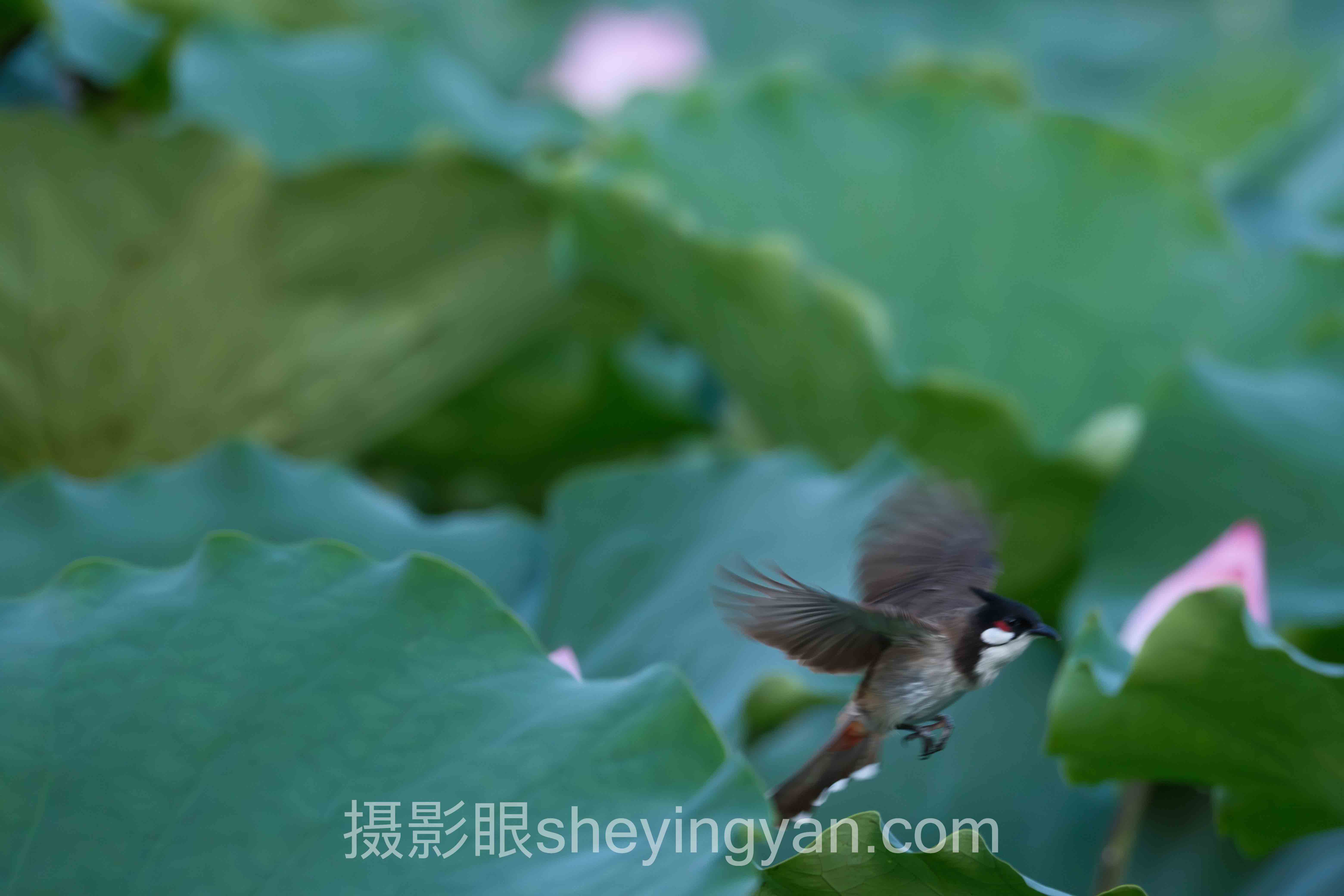 摄影眼会员多少钱怎么做？3个案例拆解照片点评平台的定价逻辑