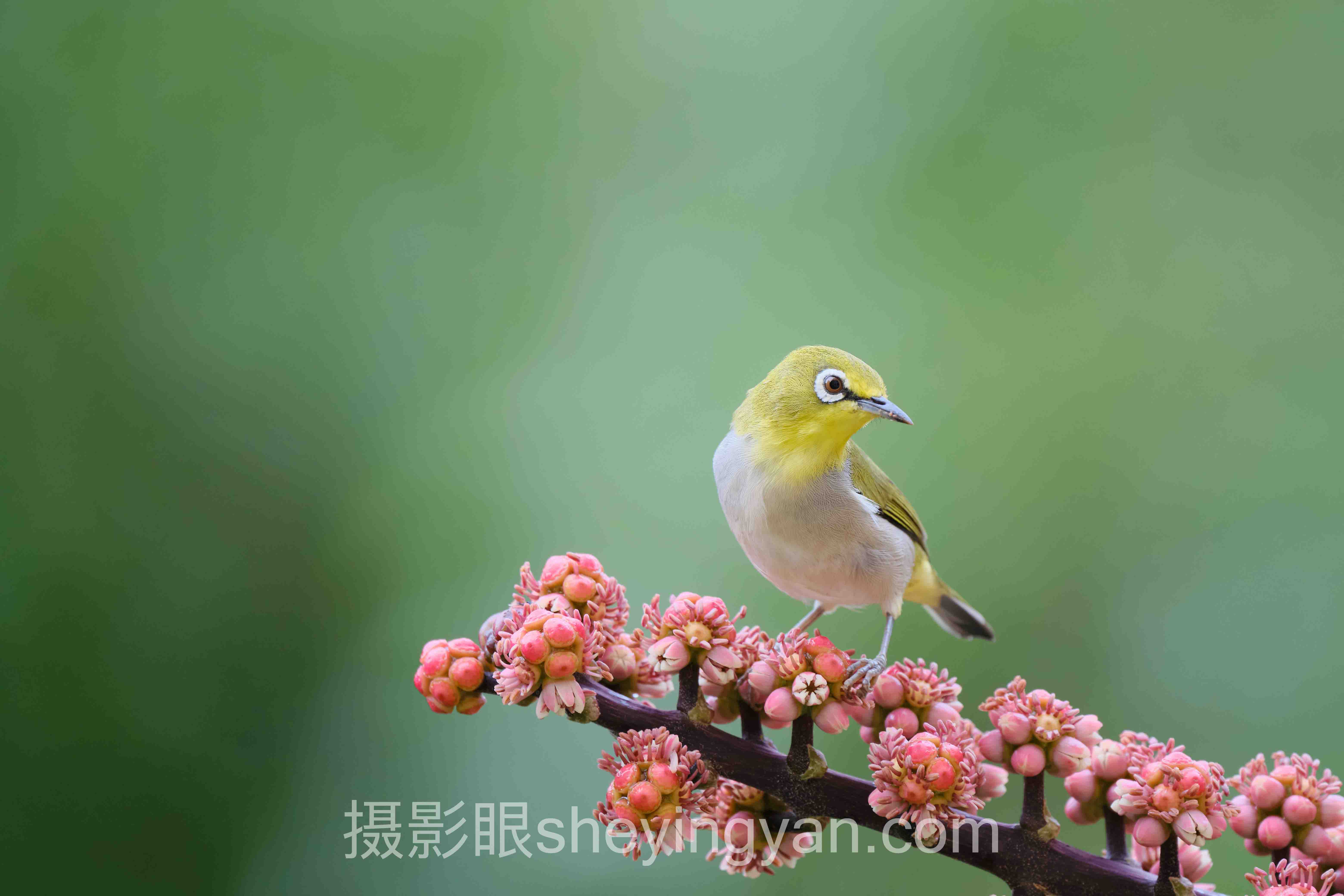 专家深度解读：海边拍照光线选择的机遇与挑战
