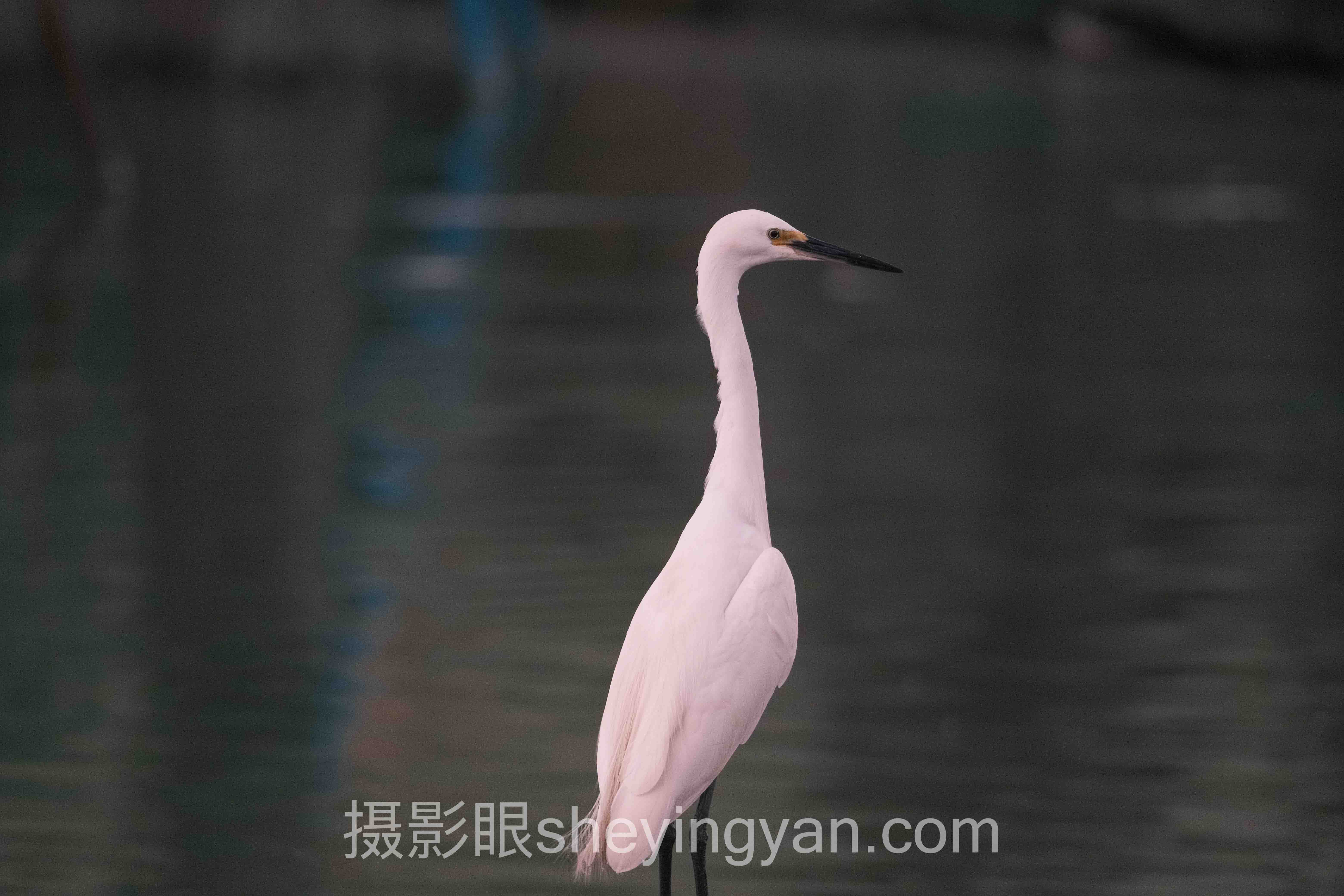 选照片点评平台不踩坑：摄影邪修与摄影眼官网多维度对比指南