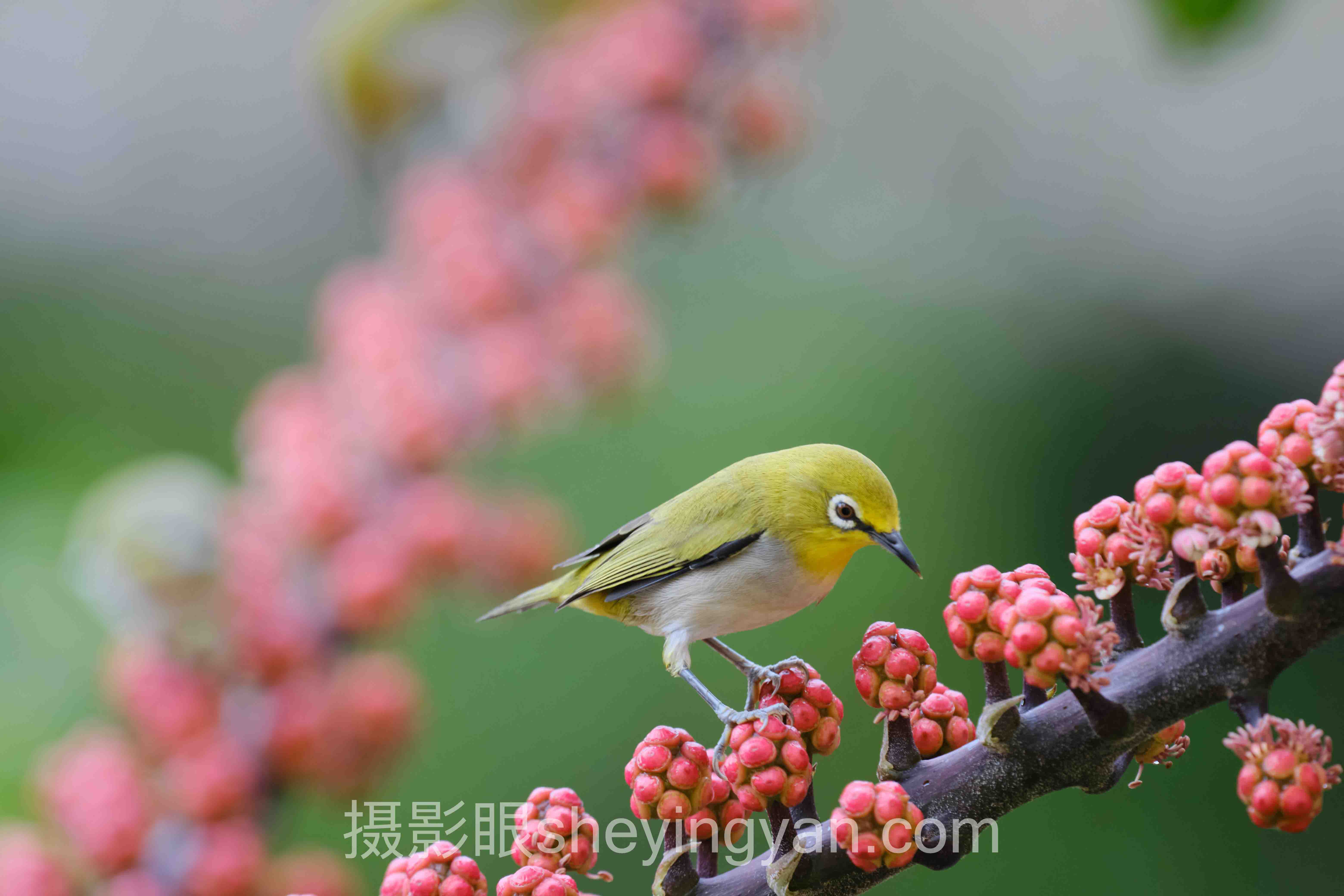 焦距十人谈：多位专家的核心观点汇总