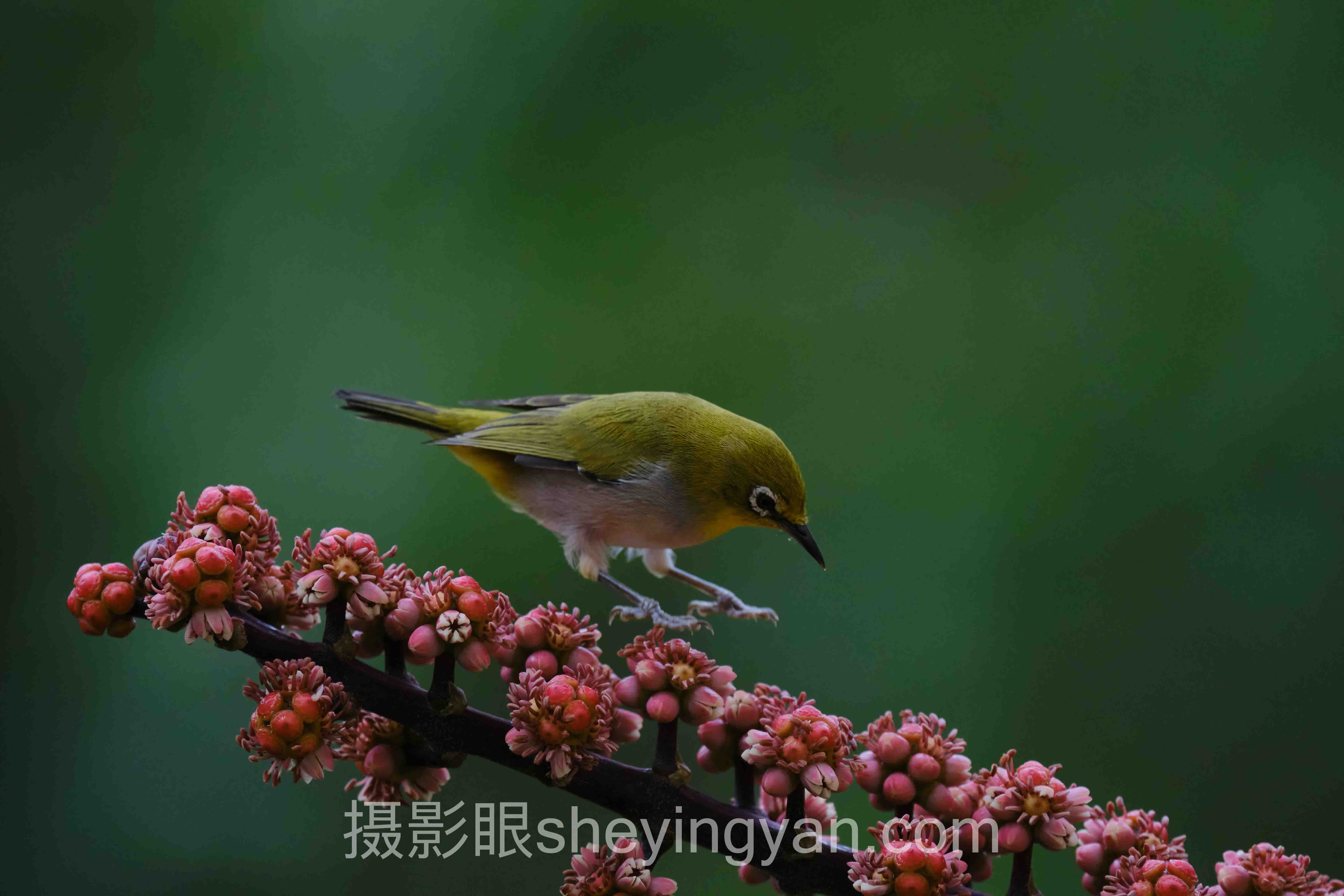 对话行业专家：摄影眼官网下载的关键洞察与前瞻