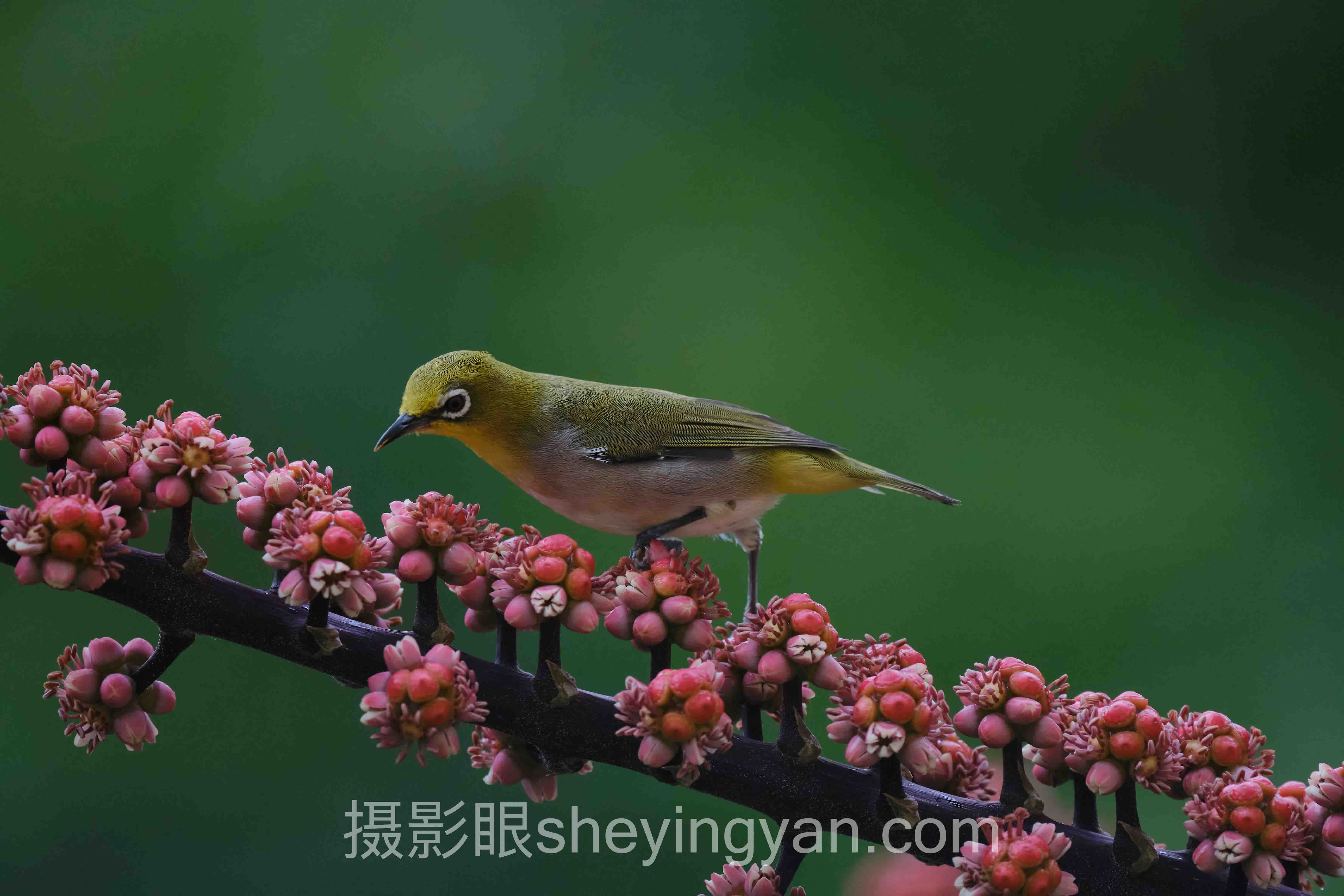 摄影后期调色技巧深度分析：现状、挑战与未来趋势