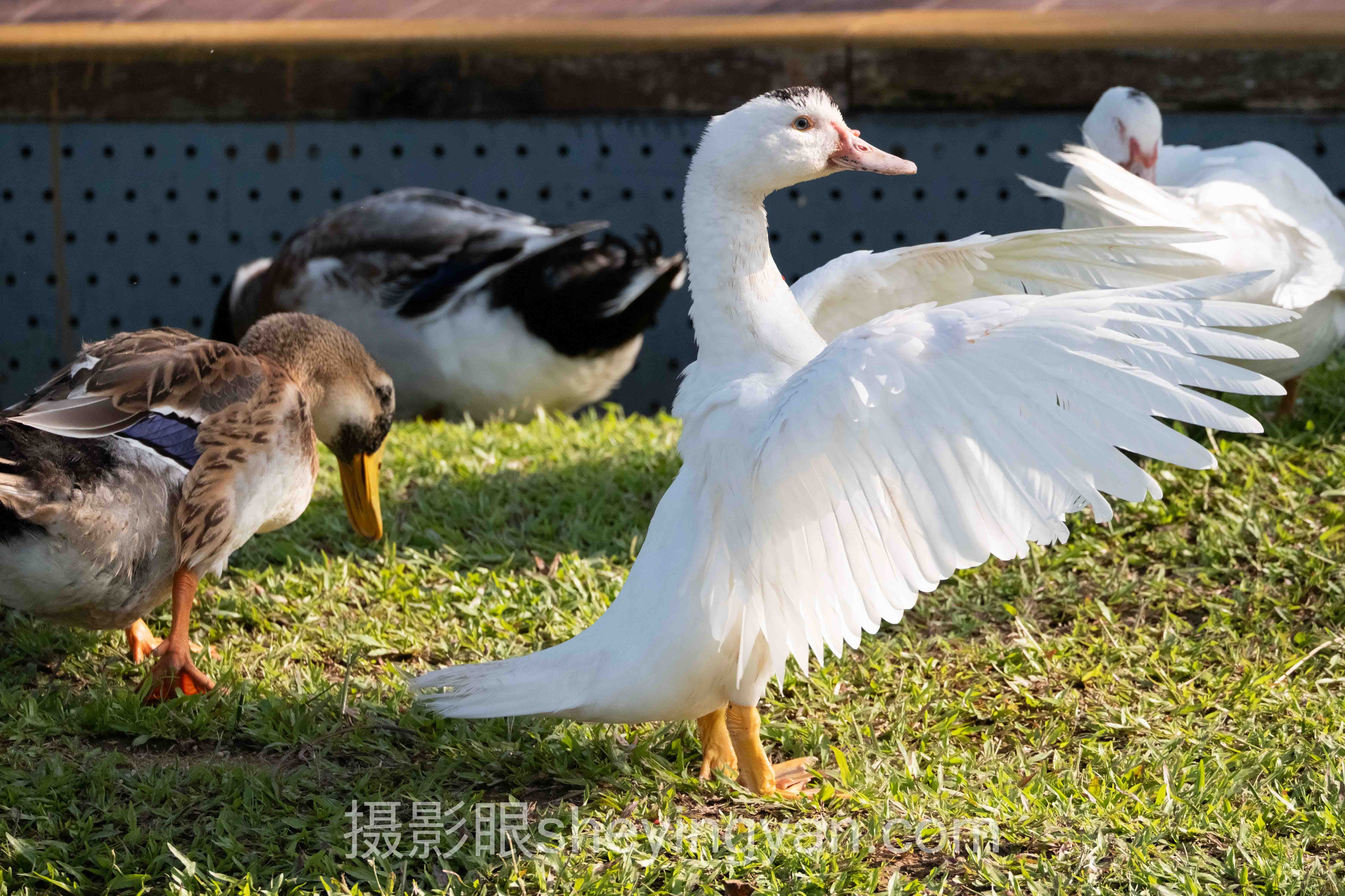 照片点评十人谈：多位专家的核心观点汇总