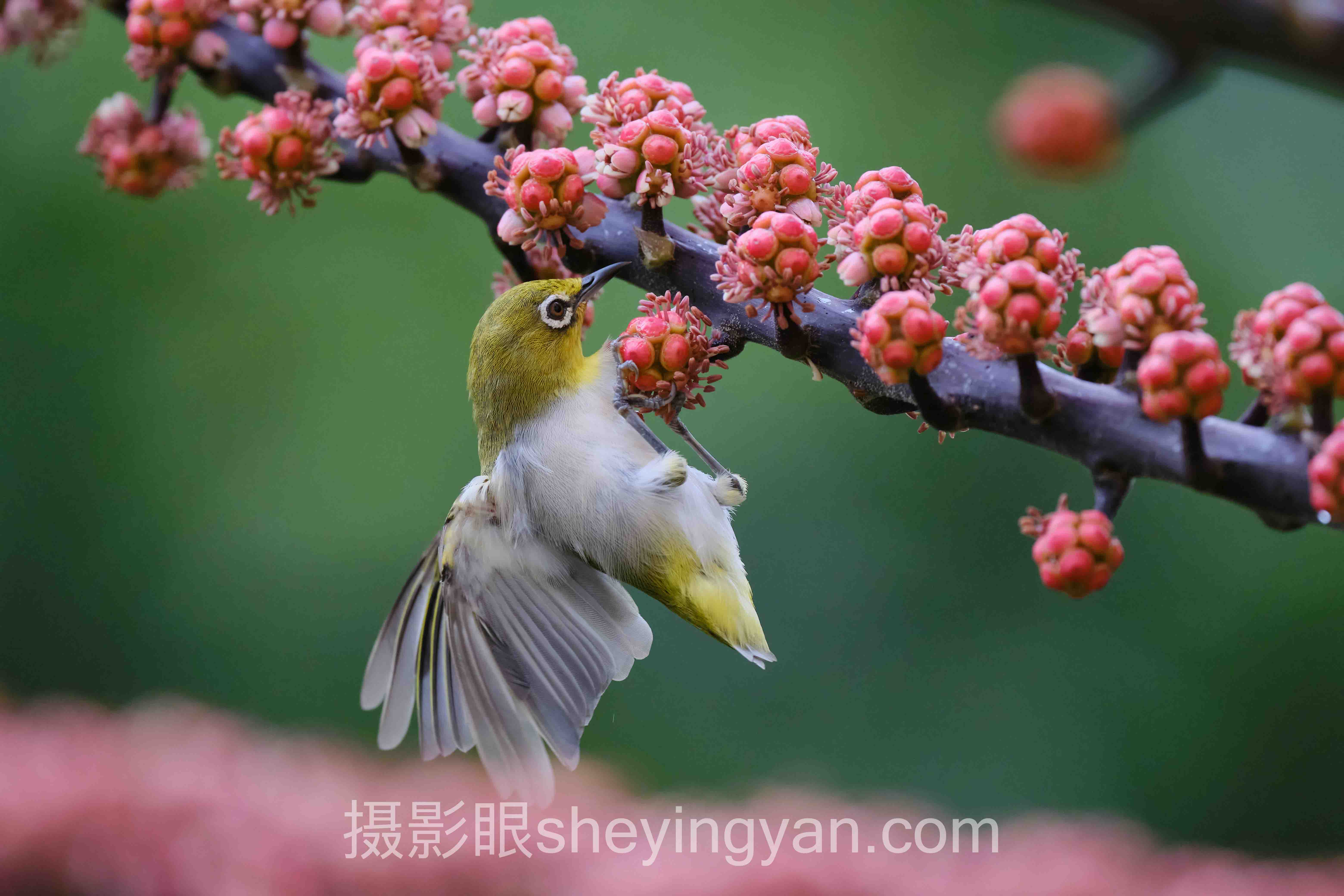 对话行业专家：摄影眼官方网站vs其他平台的关键洞察与前瞻