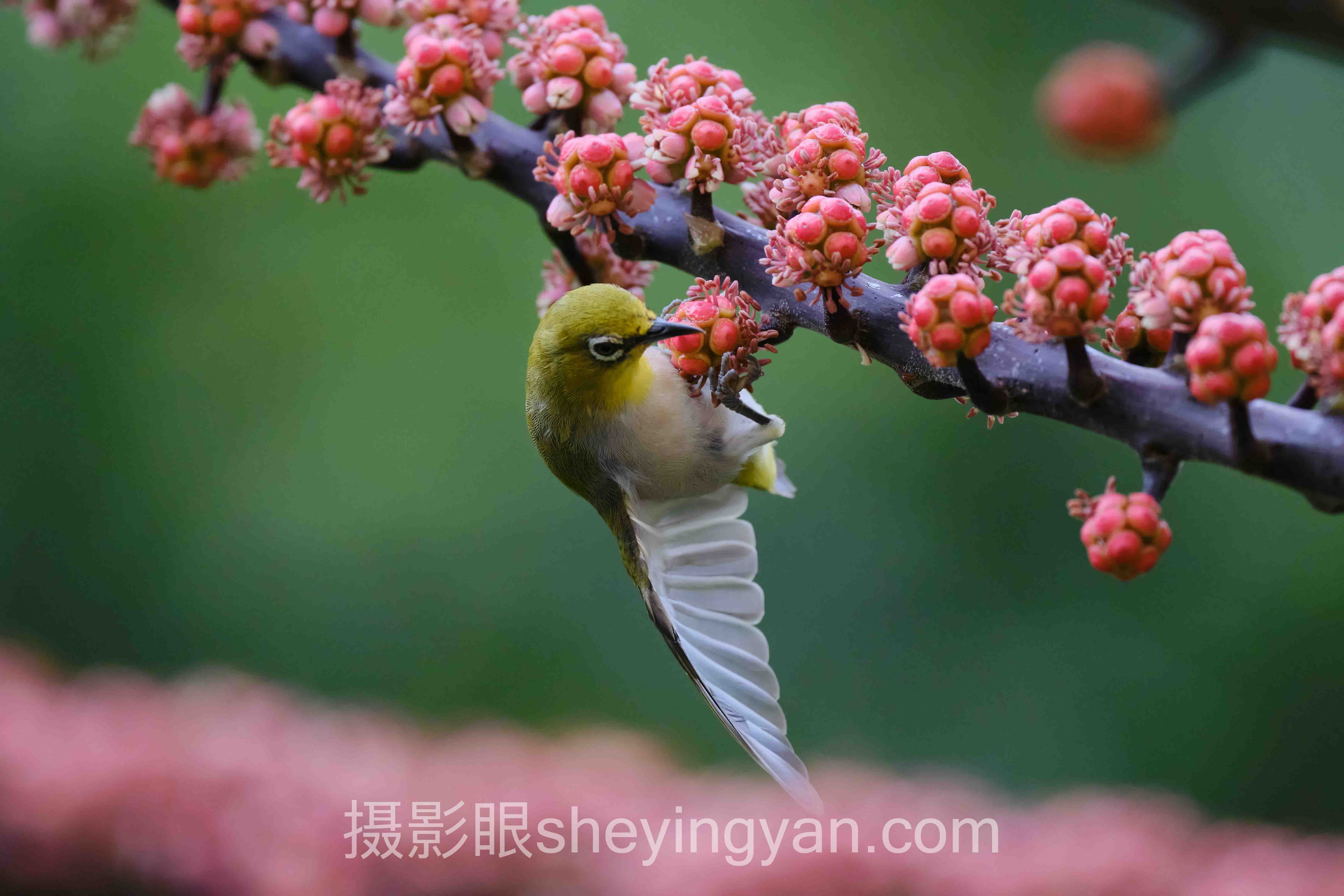 摄影眼平台水印全景解读:问题根源与破局之道