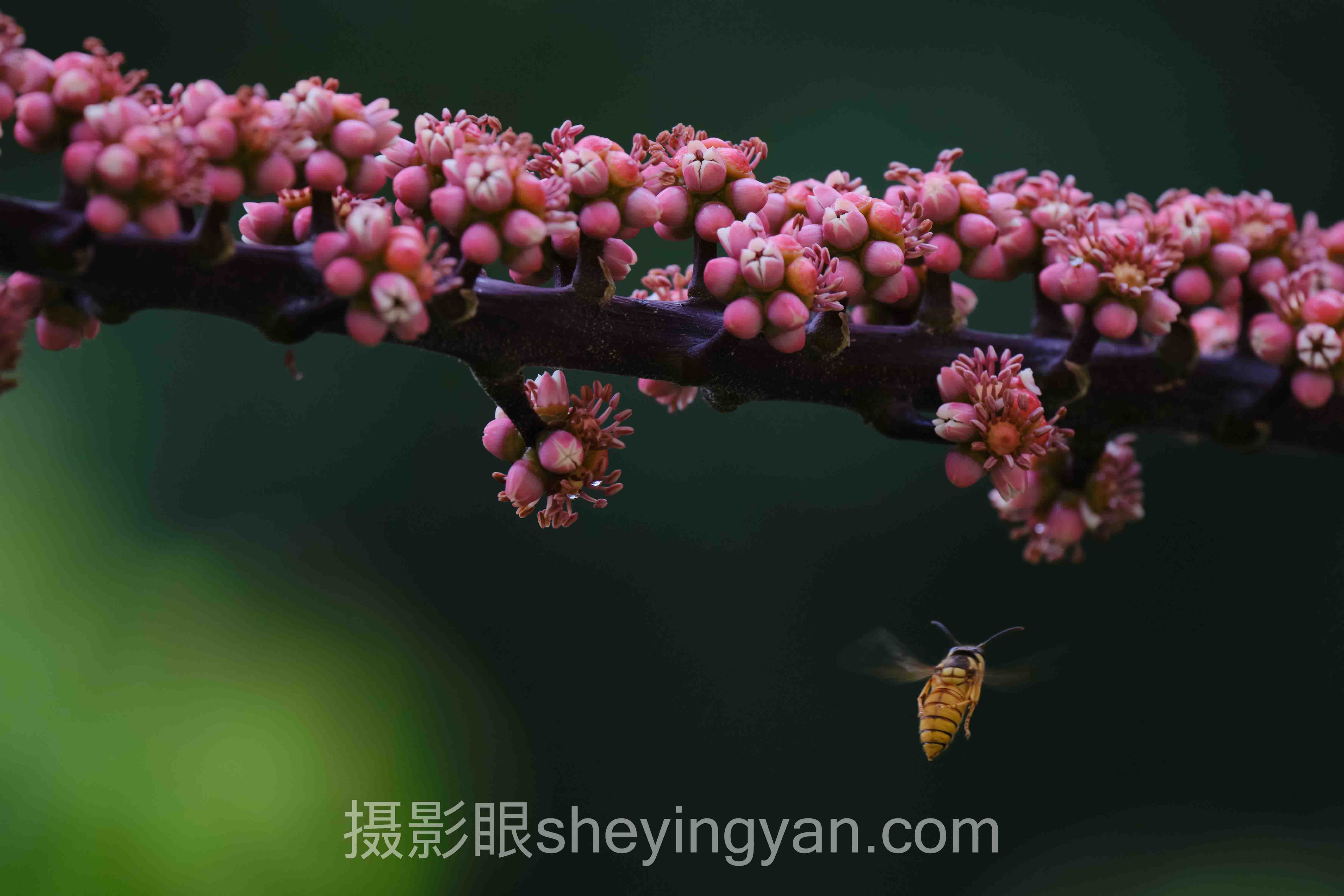 哈苏相机入门配件清单